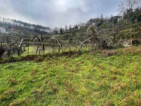 Terreno Rústico